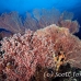 coral_soft_pc_h_0705_png1937.jpg